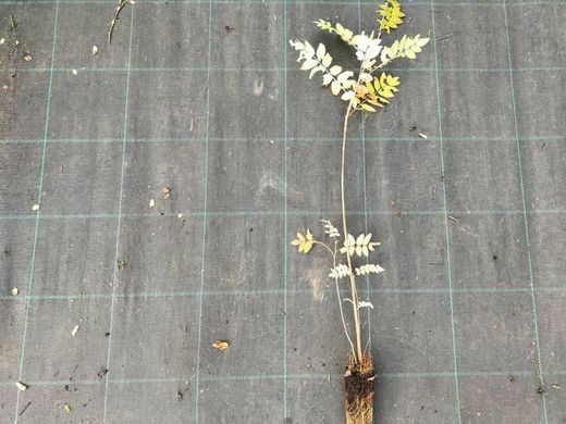 Serbal de los cazadores, capudre, Sorbus aucuparia