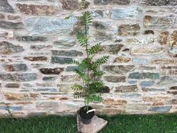 Serbal de los cazadores, capudre, Sorbus aucuparia
