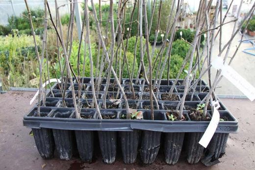 Serbal silvestre - Sorbus torminalis