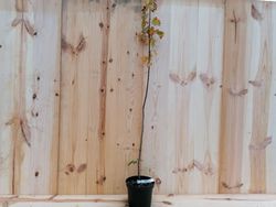 Serbal silvestre - Sorbus torminalis