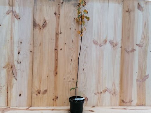 Serbal silvestre - Sorbus torminalis