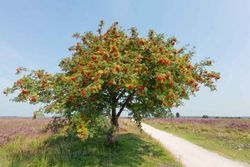 Serbal silvestre - Sorbus torminalis
