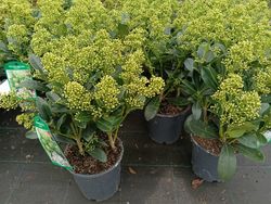 Skimmia japonica Finchy