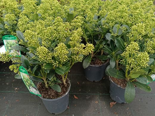 Skimmia japonica Finchy