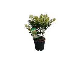 Skimmia japonica Finchy