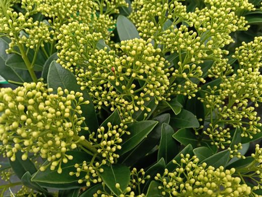 Skimmia japonica Finchy