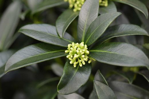 Skimmia japonica Nuage parfumé