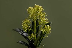 Skimmia japonica Fragant cloud