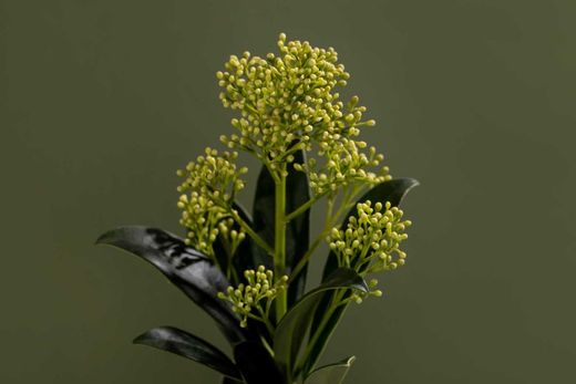 Skimmia japonica Fragant cloud