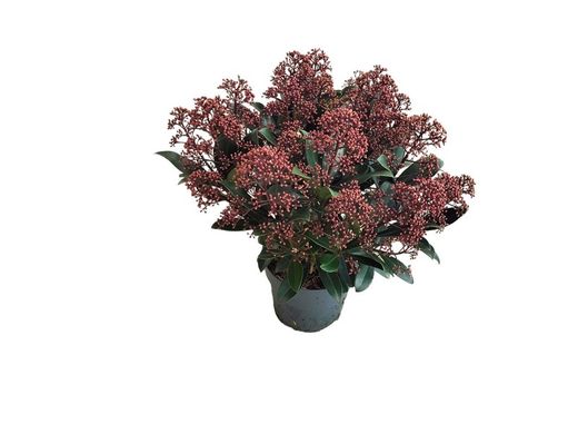 Skimmia japonica "Rubella"