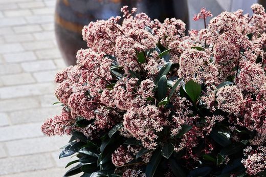 Skimmia japonica "Rubella"