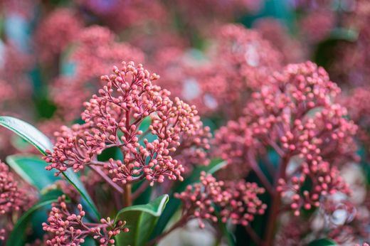 Skimmia japonica "Rubella"