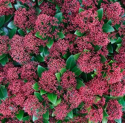 Skimmia japonica "Rubella"