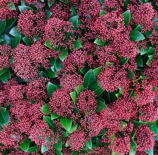 Skimmia japonica "Rubella"