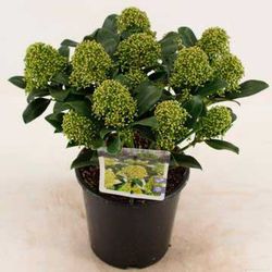 Skimmia japonica globo branco