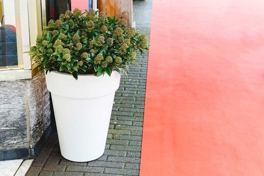 Skimmia japonica globo branco