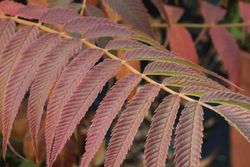 Sorbaria, spiraea falsa, Sorbaria sorbifolia Sem