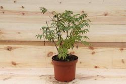 Sorbaria, spiraea falsa, Sorbaria sorbifolia Sem