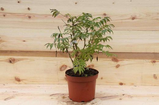 Sorbaria, spiraea falsa, Sorbaria sorbifolia Sem