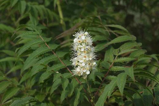 Sorbaria, spiraea falsa, Sorbaria sorbifolia Sem