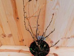 Sorbaria, spiraea falsa, Sorbaria sorbifolia Sem