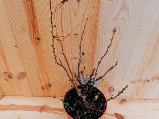 Sorbaria, spiraea falsa, Sorbaria sorbifolia Sem