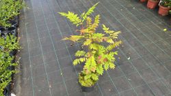 Sorbaria, falsa spiraea, Sorbaria sorbifolia Sem