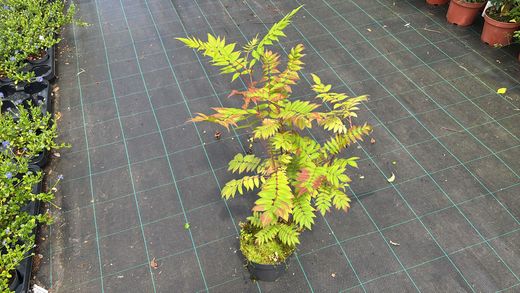 Sorbaria, falsa spiraea, Sorbaria sorbifolia Sem