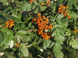 Sorbus intermedia, mostajo