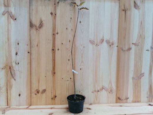 Sorbus intermedia, mostajo