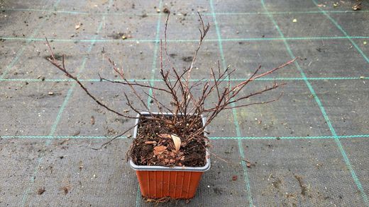 Spiraea nipponica Snowmound