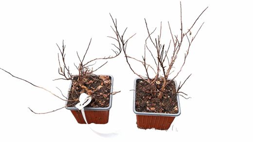 Spiraea nipponica Snowmound