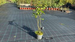 Syringa vulgaris Belle de Nancy - Lilo de flor doble