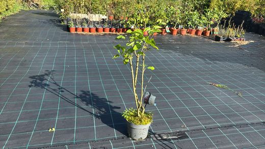 Syringa vulgaris Belle de Nancy - Lilo de flor doble