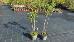 Syringa vulgaris Belle de Nancy - Lilo de flor doble