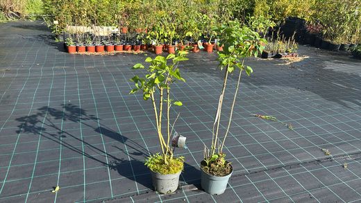 Syringa vulgaris Belle de Nancy - Lilo de flor doble