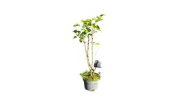 Syringa vulgaris Belle de Nancy - Lilo de flor doble