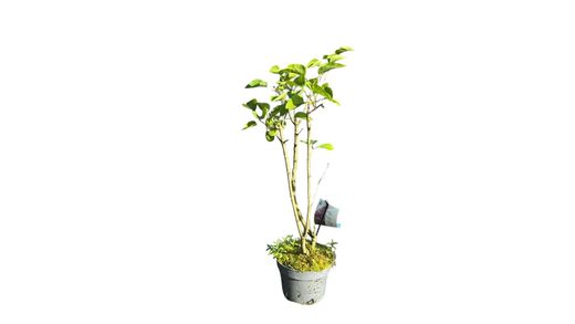 Syringa vulgaris Belle de Nancy - Lilo de flor doble
