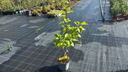 Syringa vulgaris "Charles joly"
