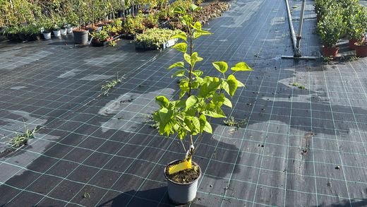 Syringa vulgaris "Charles joly"