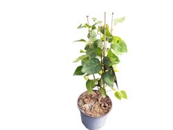 Syringa vulgaris "Charles joly"