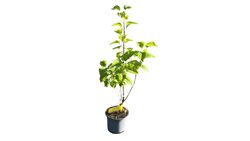 Syringa vulgaris "Charles joly"
