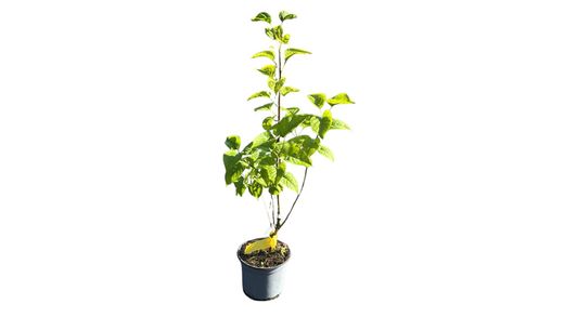Syringa vulgaris "Charles joly"