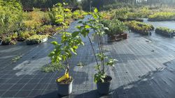 Syringa vulgaris "Charles joly"