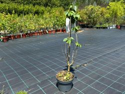 Syringa vulgaris 'Madame Lemoine' - Lilo Blanco de Flor Doble