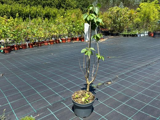 Syringa vulgaris 'Madame Lemoine' - Lilo Blanco de Flor Doble