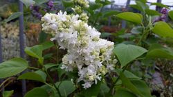 Syringa vulgaris 'Madame Lemoine' - Lilo Blanco de Flor Doble
