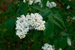 Syringa vulgaris 'Madame Lemoine' - Lilo Blanco de Flor Doble