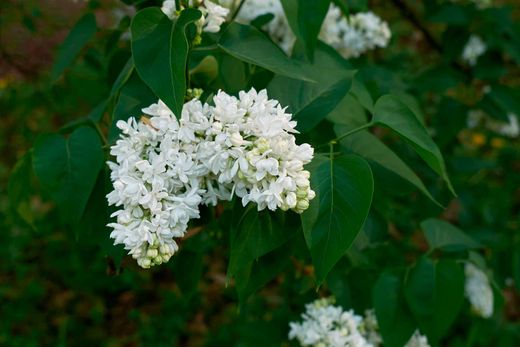 Syringa vulgaris 'Madame Lemoine' - Lilo Blanco de Flor Doble
