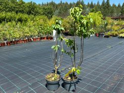 Syringa vulgaris 'Madame Lemoine' - Lilo Blanco de Flor Doble
